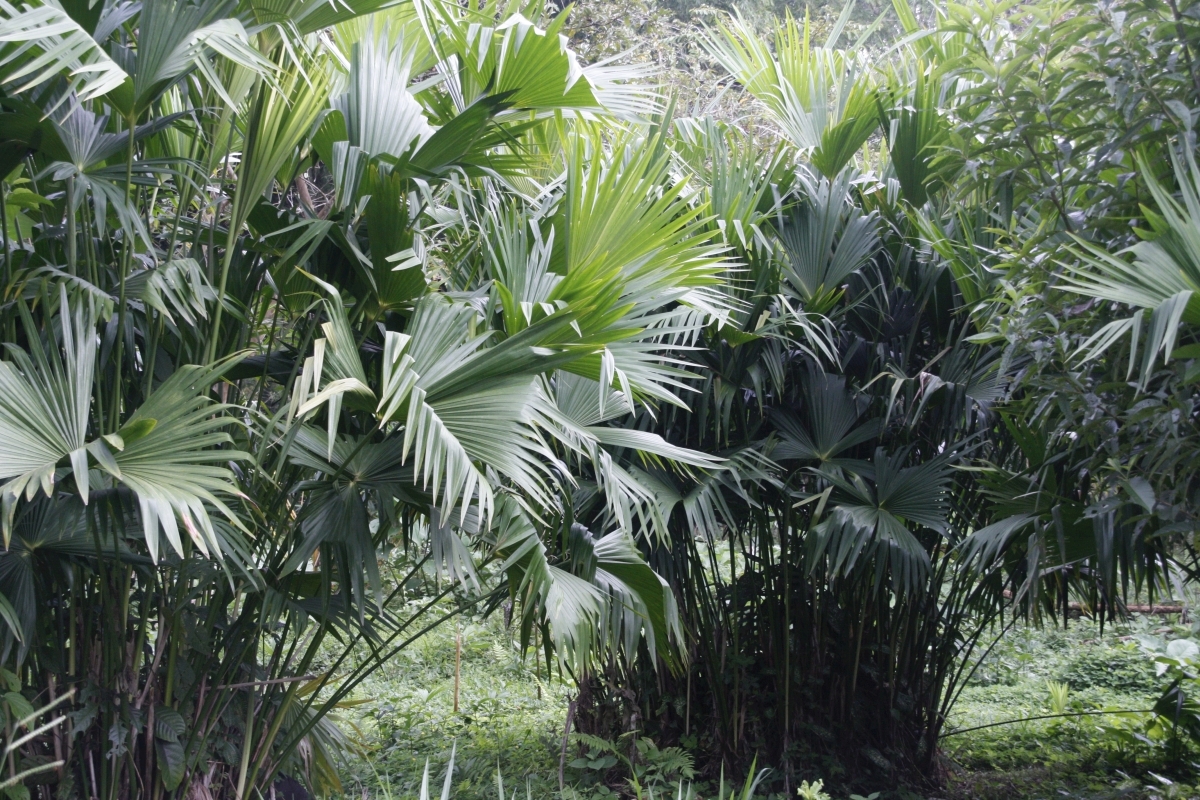 Tukia-Palme Tukia-Palme